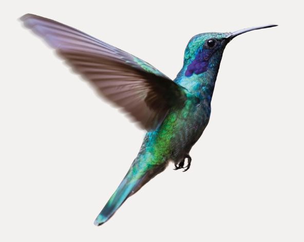 Hummingbird.jpg